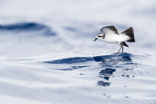 Bont Stormvogeltje, White-faced Storm-Petrel, Pelagodroma marina.. test1 test2 test3 test4 test5