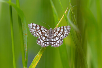 The latticed heath (Chiasmia clathrata) is a moth of the family Geometridae. Close up on the beautiful checkered colors of Latticed Heath, Chiasmia clathrata on a green background