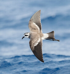 Bont Stormvogeltje, White-faced Storm-Petrel, Pelagodroma marina