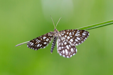 The latticed heath (Chiasmia clathrata) is a moth of the family Geometridae. Close up on the...