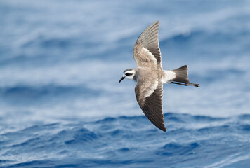 Obraz premium Bont Stormvogeltje, White-faced Storm-Petrel, Pelagodroma marina
