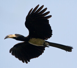 Bonte Tok, African Pied Hornbill, Tockus fasciatus