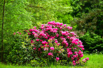 Azalea, rhododendron. Various colorus of blooming flowers attract insects