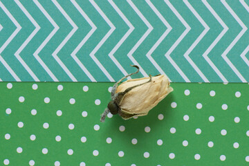 formerly white (now ivory) dried and dusty rose bud on patterned green-blue halftone paper background