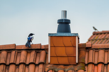 Magpie standing on the roof next to the chimney