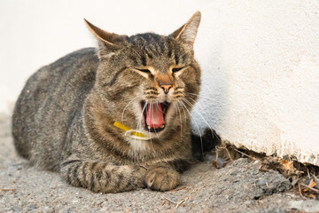 The cat yawns. Lying on the ground, the cat yawns