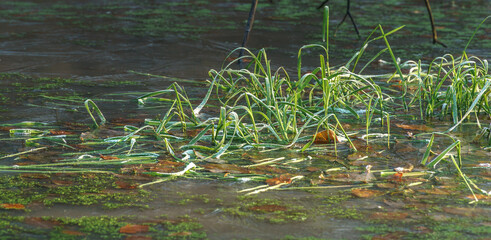 reeds on frozen ice water in winter forest