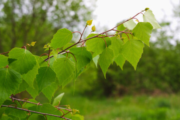 Background from bright green foliage. Close-up photo of green leaves of spring bushes.