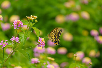 ランタナの花とキアゲハチョウ
