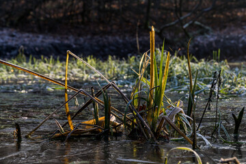 reeds on frozen ice water in winter forest