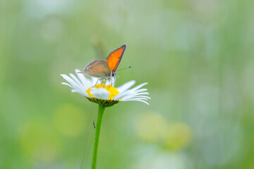 Purple-edged Copper butterfly (Lycaena hippothoe) on chamomile flower.