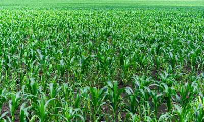 Fototapeta na wymiar Endless field of growing corn