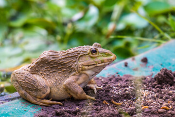 A frog sitting on the ground