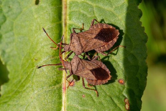 Coreus marginatus is a herbivorous species of true bug in the family Coreidae. Coreus marginatus, dock bug
