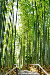 Naklejka premium 京都 高台寺の日本的な美しい竹林（京都市京都府）Beautiful Japanese bamboo forest at Kodaiji Temple, Kyoto (Kyoto City, Japan)