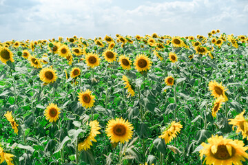 Obraz premium Blooming sunflowers on the field