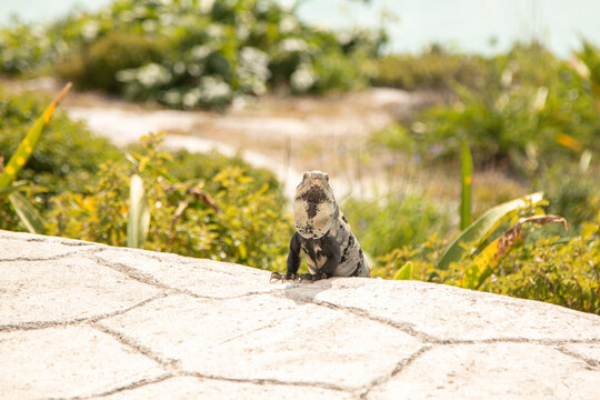 Iguana in Isla Mujeres enjoying the sun and the view of the ocean.