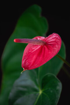 Flor de Ant&uacute;rio em um fundo preto e verde desfocado com uma gota na ponta de sua flor