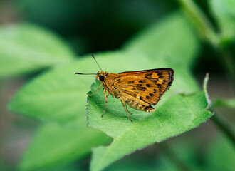 突然飛んできて葉の上で羽を立ててとまるキマダラセセリ1
