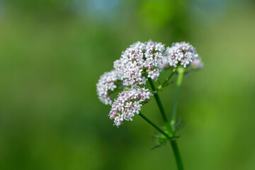 Medicinal wild plant Valeriana officinalis at the time of flowering, close up. Medicinal plants - Budding pink flowering common Valerian (Valeriana officinalis) in the summer season.