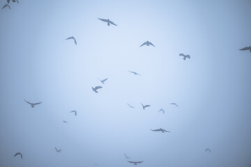 Birds fly in the fog