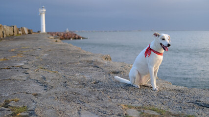 White mongrel dog sits and smiles on a pier with a lighthouse in Liepaja
