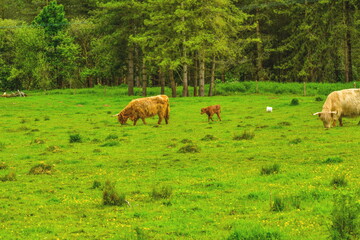 Scottish cows grazing in a meadow