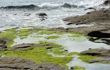 les algues vertes sur les côtes Bretonnes en Finistère Cornouaille France	