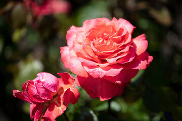 Deep pink Hybrid Tea Pride of Scotland rose