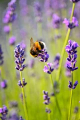 Abwaschbare Fototapete Biene Lavendelblüten mit Hummel