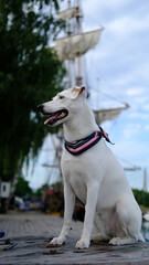 A white mongrel in a colored neckerchief sits and smiles against the backdrop of an old frigate in the port of Riga.