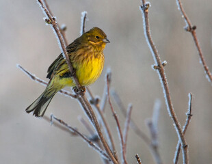 Geelgors, Yellowhammer, Emberiza citrinella
