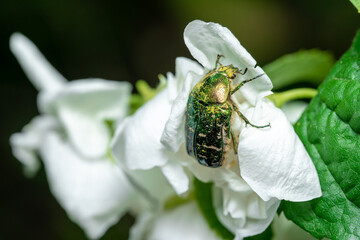 A beetle sitting on a jasmine flower