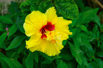 yellow and red hibiscus flower