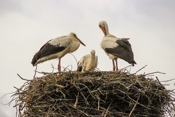 Three storks (busel) in the nest Belarus