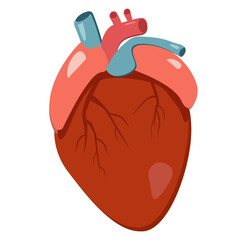 Obraz premium Healthy human heart. Internal organs. 3d icon. Creative medicine concept. Anatomical human heart cartoon design icon in flat style isolated illustration with shadows on white background.