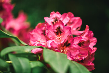 Azalea, rhododendron. Various colours of blooming flowers attract insects