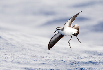 Bont Stormvogeltje, White-faced Storm-Petrel, Pelagodroma marina