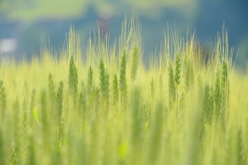 green wheat field