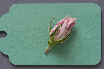 rosebud with pastel green tag on gray