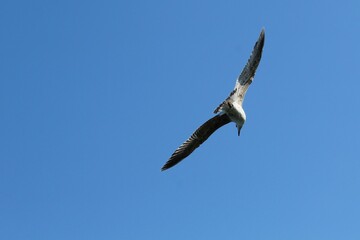 Seagull in flight