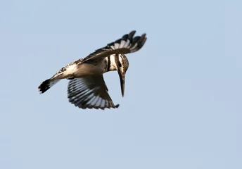 Foto op Aluminium Bonte IJsvogel, Pied Kingfisher, Ceryle rudis © AGAMI
