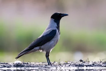 Foto op Aluminium Bonte Kraai, Hooded Crow, Corvus cornix © AGAMI