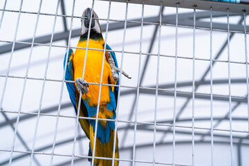 The macaw parrot is in a cage