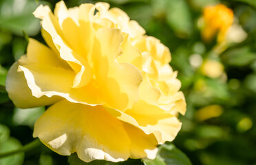 Fototapeta premium Yellow rose grows in the garden
