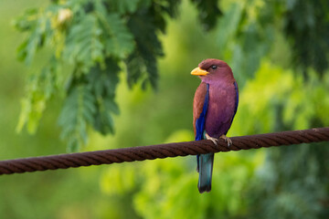 Breedbekscharrelaar, Broad-billed Roller, Eurystomus glaucurus