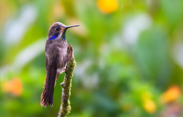 Bruine Violetoorkolibrie, Brown Violetear, Colibri delphinae