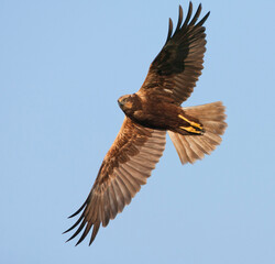 Bruine Kiekendief, Marsh Harrier, Circus aeruginosus, Circus aeruginosus