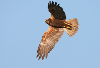 Bruine Kiekendief, Marsh Harrier, Circus aeruginosus, Circus aeruginosus