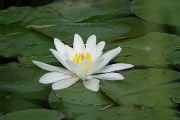 Seerose im Teich /Water lily in the pond